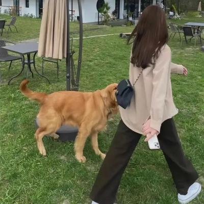 冰狗任务